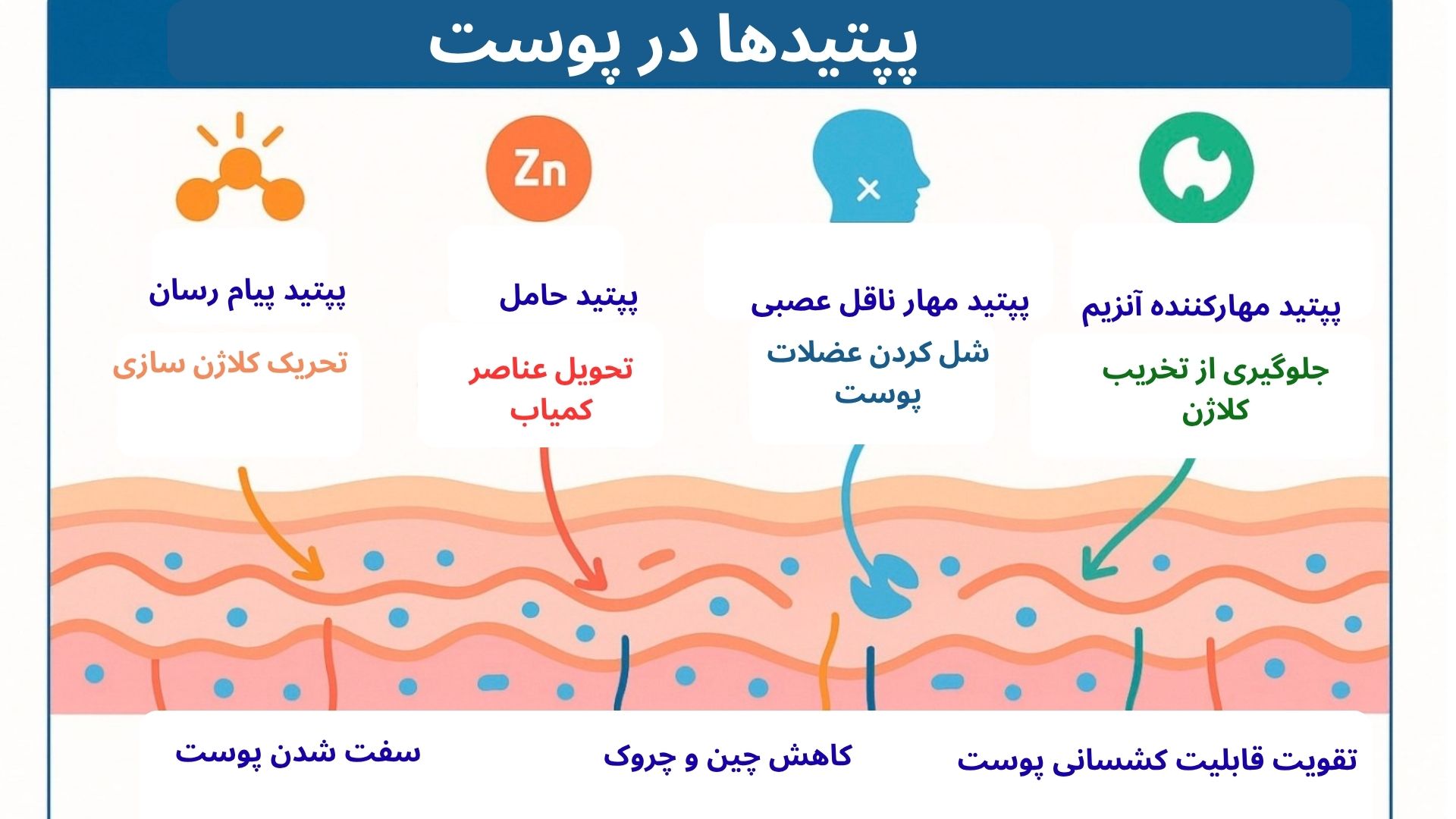 نقش پپتیدها در محصولات پوستی